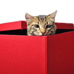cat_box