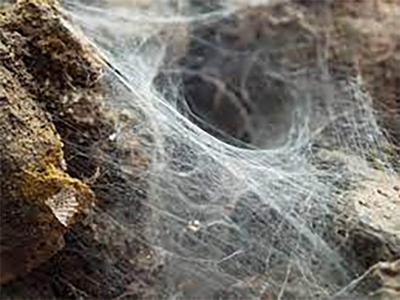 horrific exorcism spider web