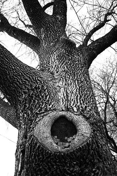Gina Gafford's elm tree