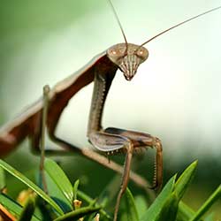insect-praying-mantis