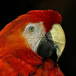 World Parrot Trust USA