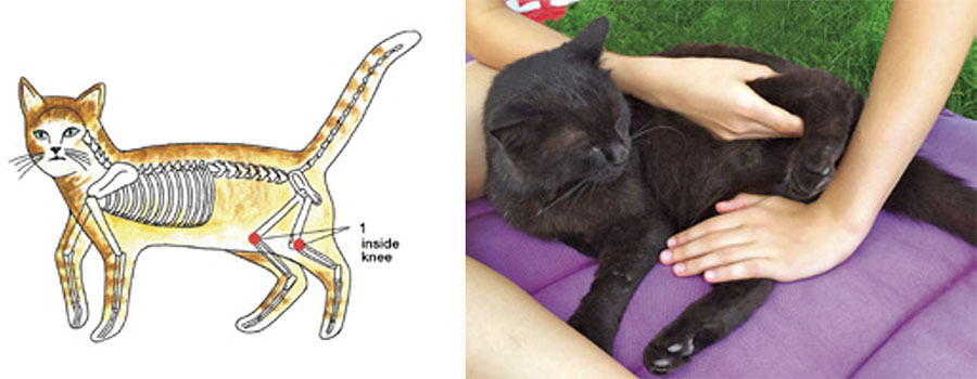 jin shin jyutsu treatments for cat digestive issues
