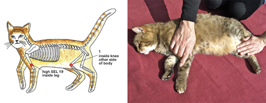 jin shin jyutsu treatments for cat digestive issues