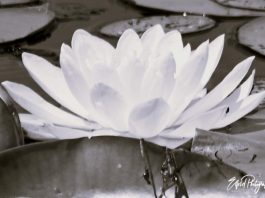 beauty of lotus flower poem